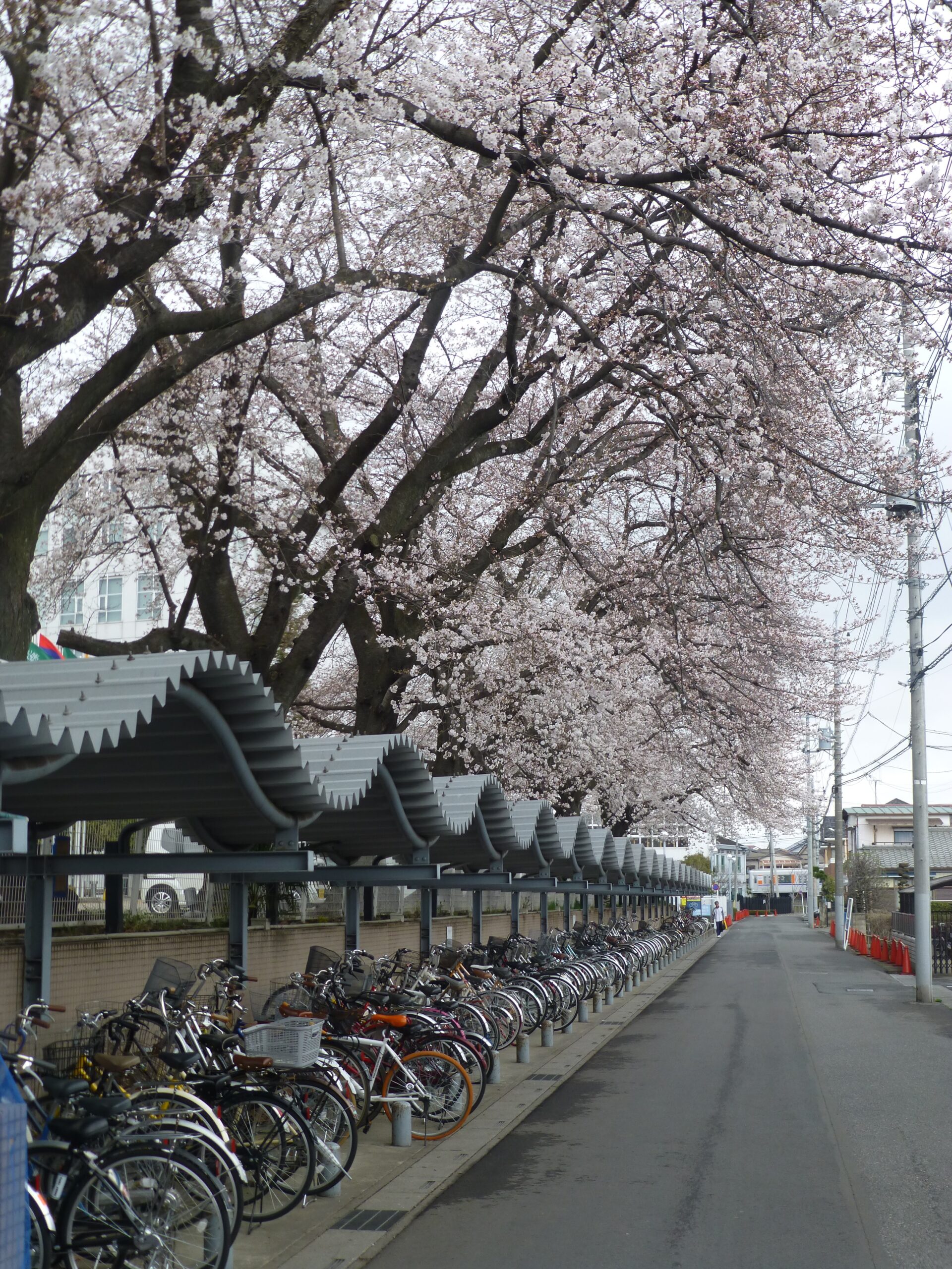 Tree blossoms over bike parking at Tokyo International University