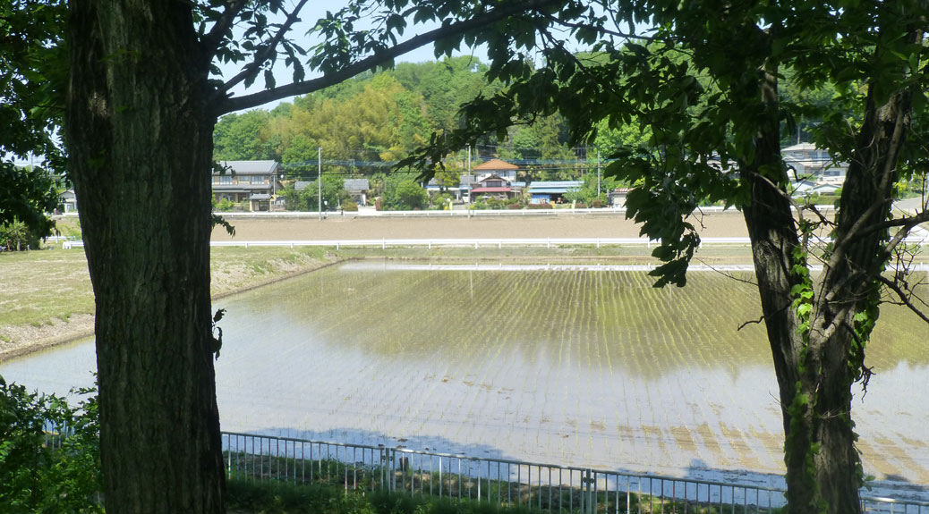 Rice fields