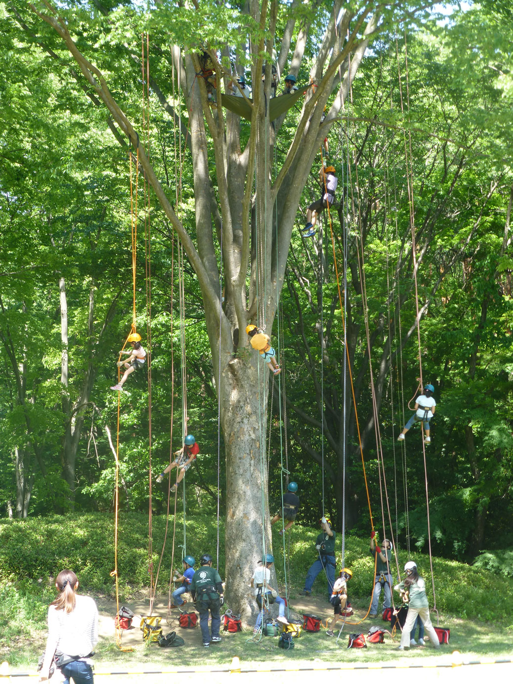 Tree Climbing