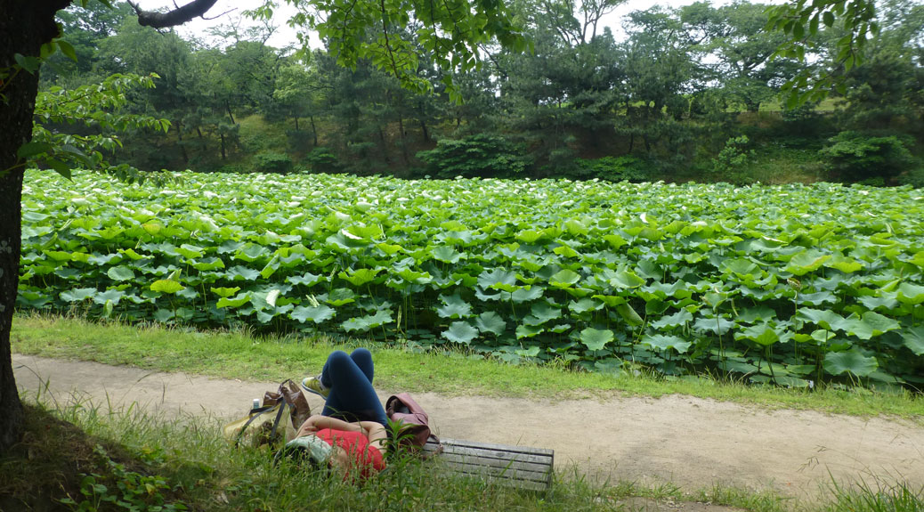 Maizuru Koen