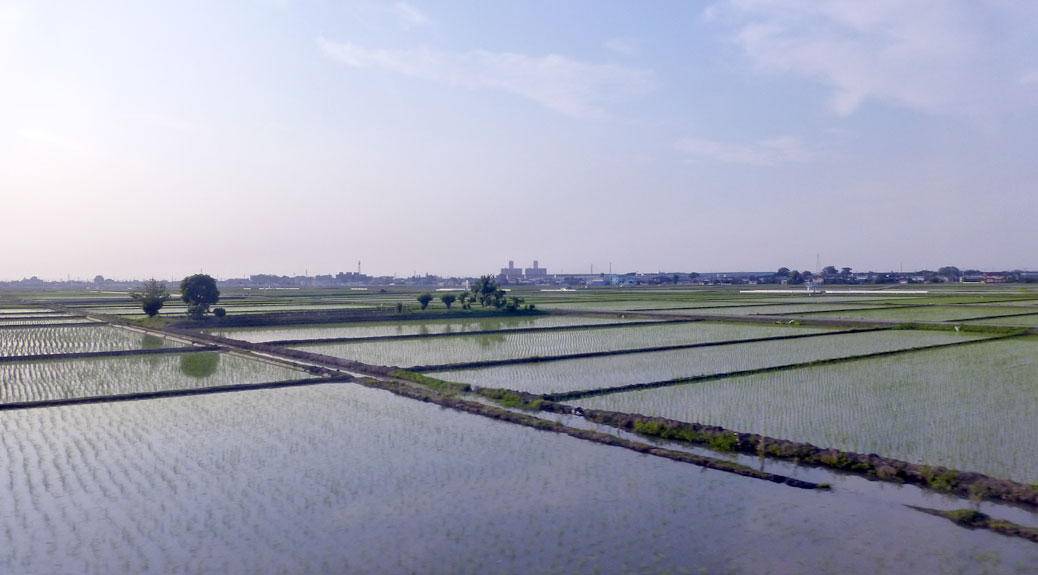 Rice fields