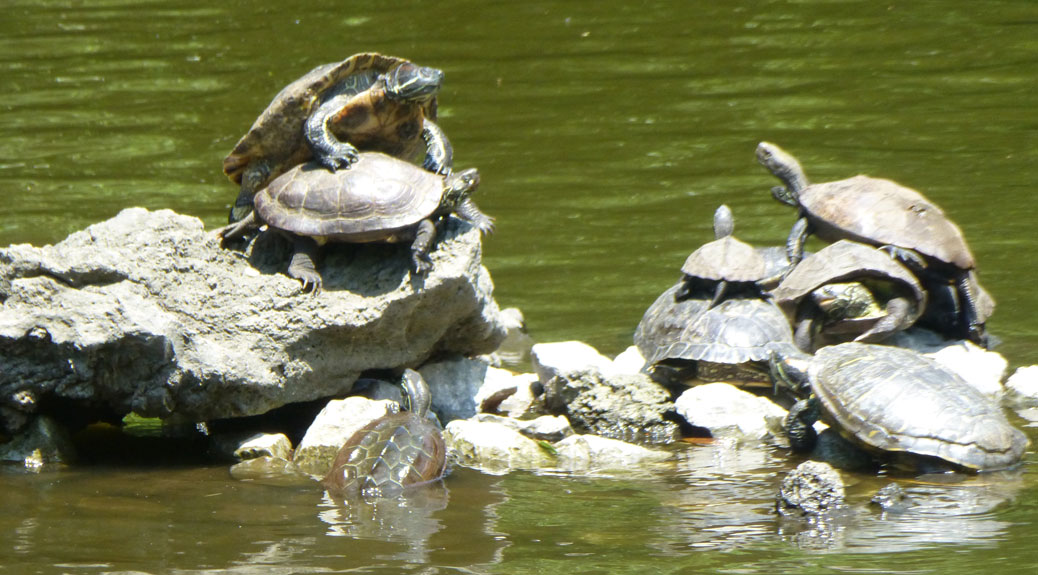 Turtles