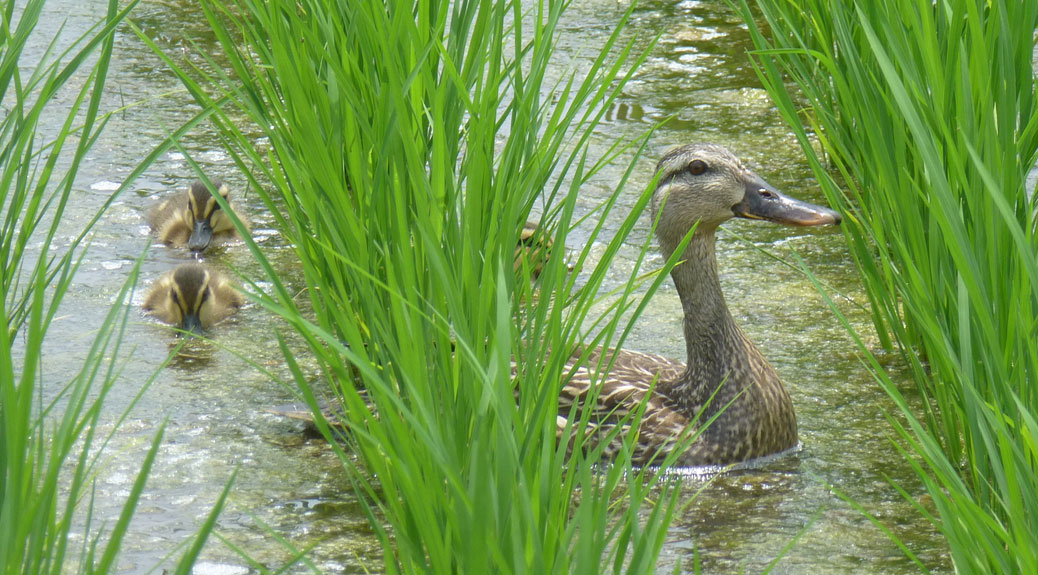 Ducks