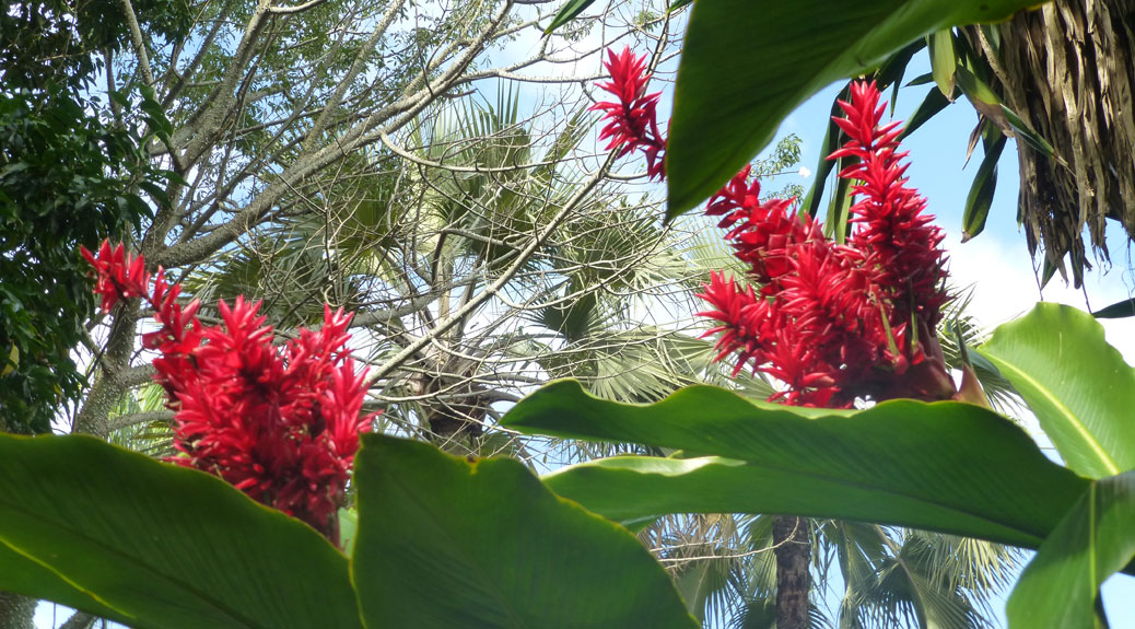 Cairns Botanic Gardens