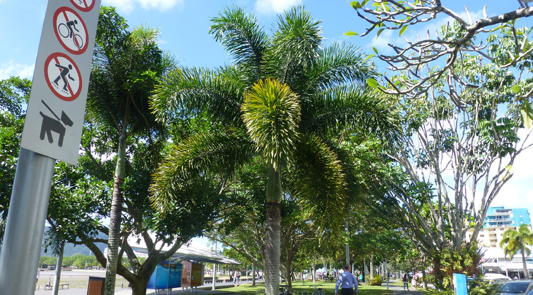 Foxtail Palm