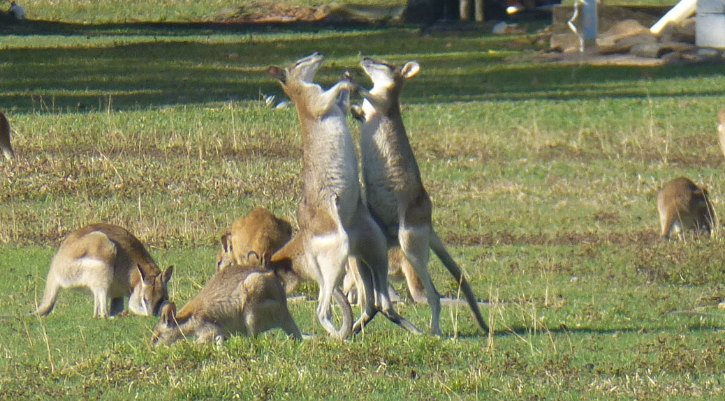 Wallaby Fight