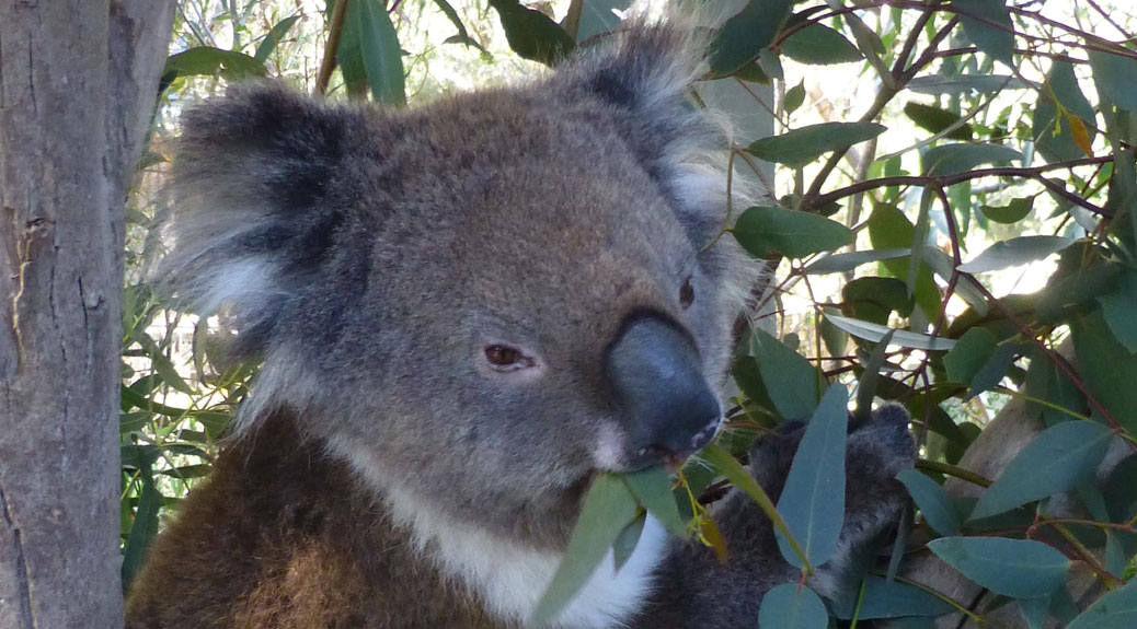 Adelaide Koala