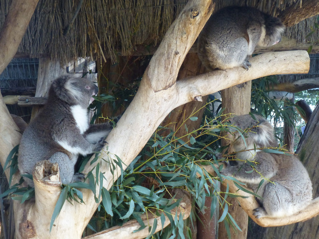 Koalas