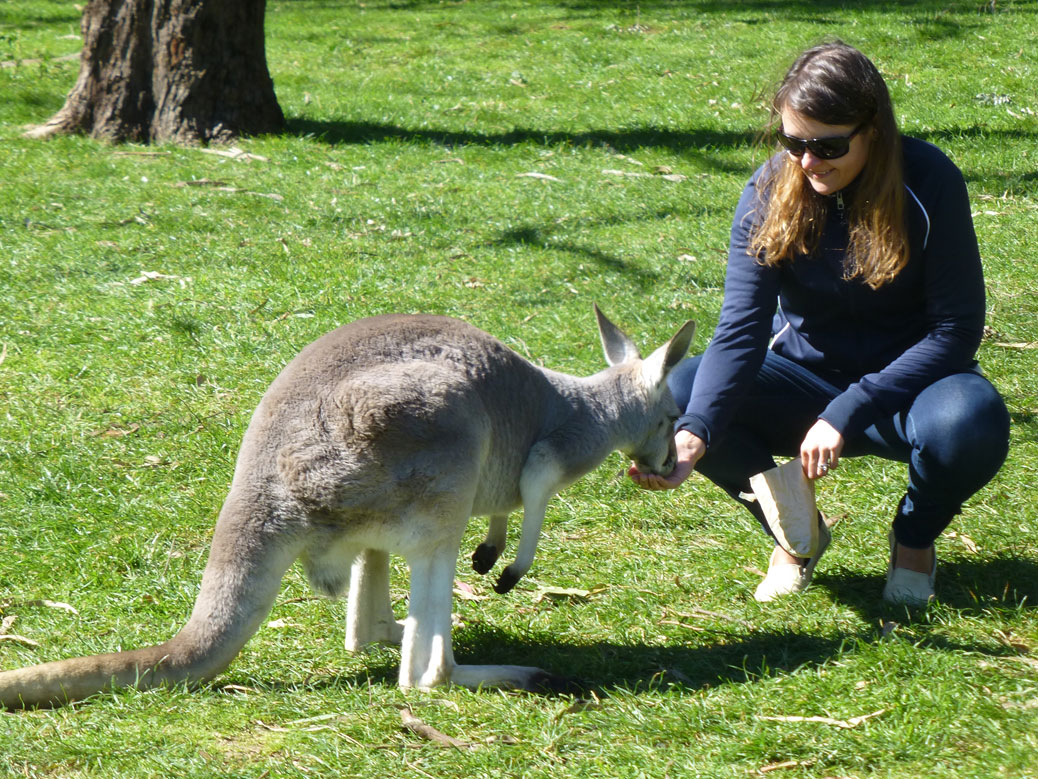 Kangaroos