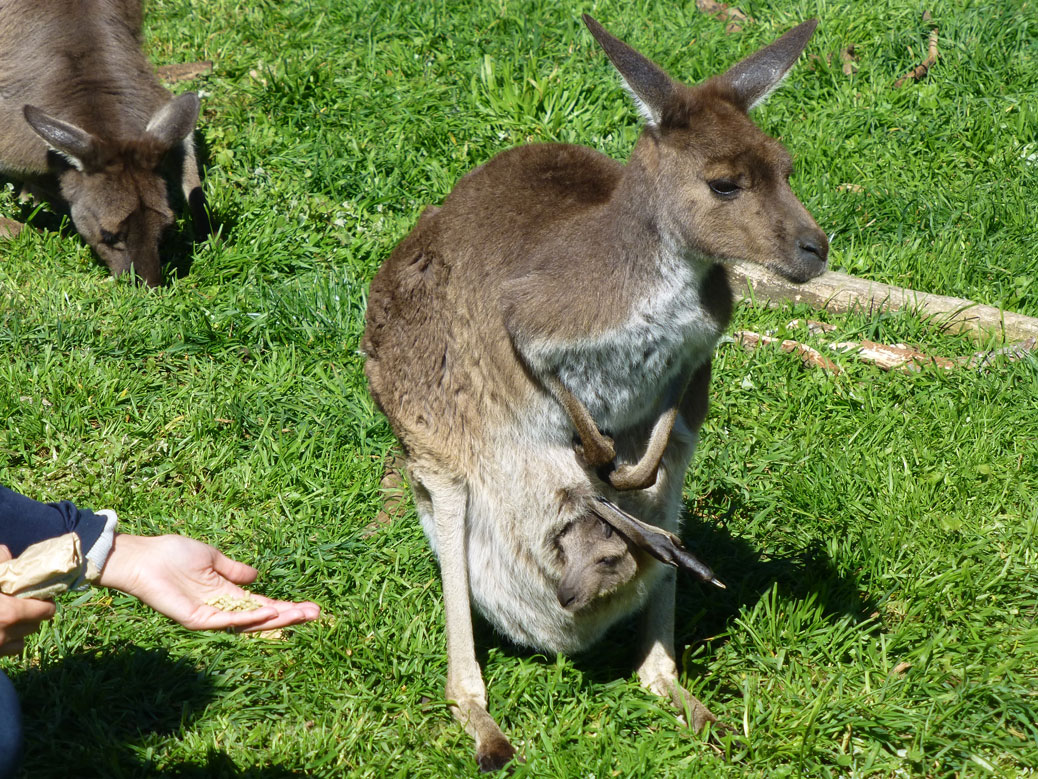 Kangaroo momma and baby