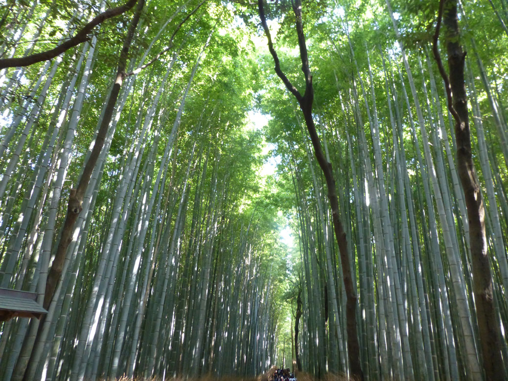 Arashiyama Bamboo Forest