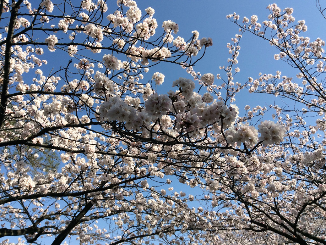 Sakura