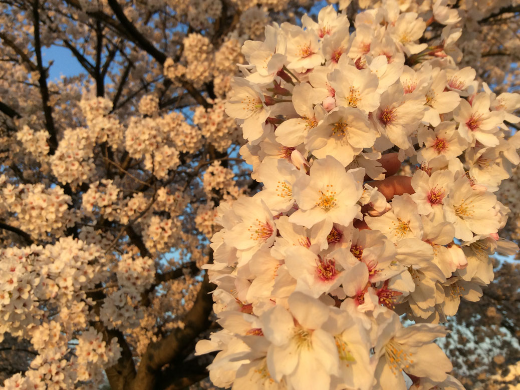 Sakura