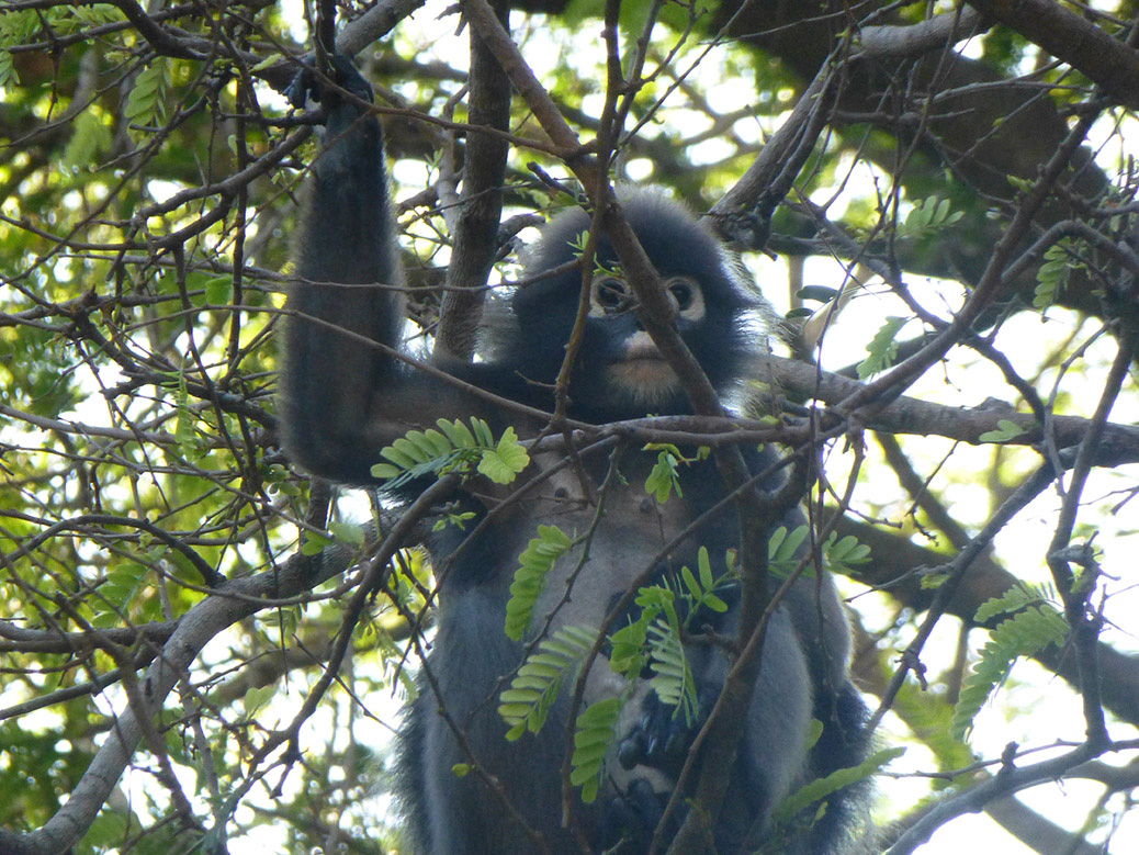 The trees around our campsite were full of langur monkeys. You could hear them swinging in the trees all day and night.