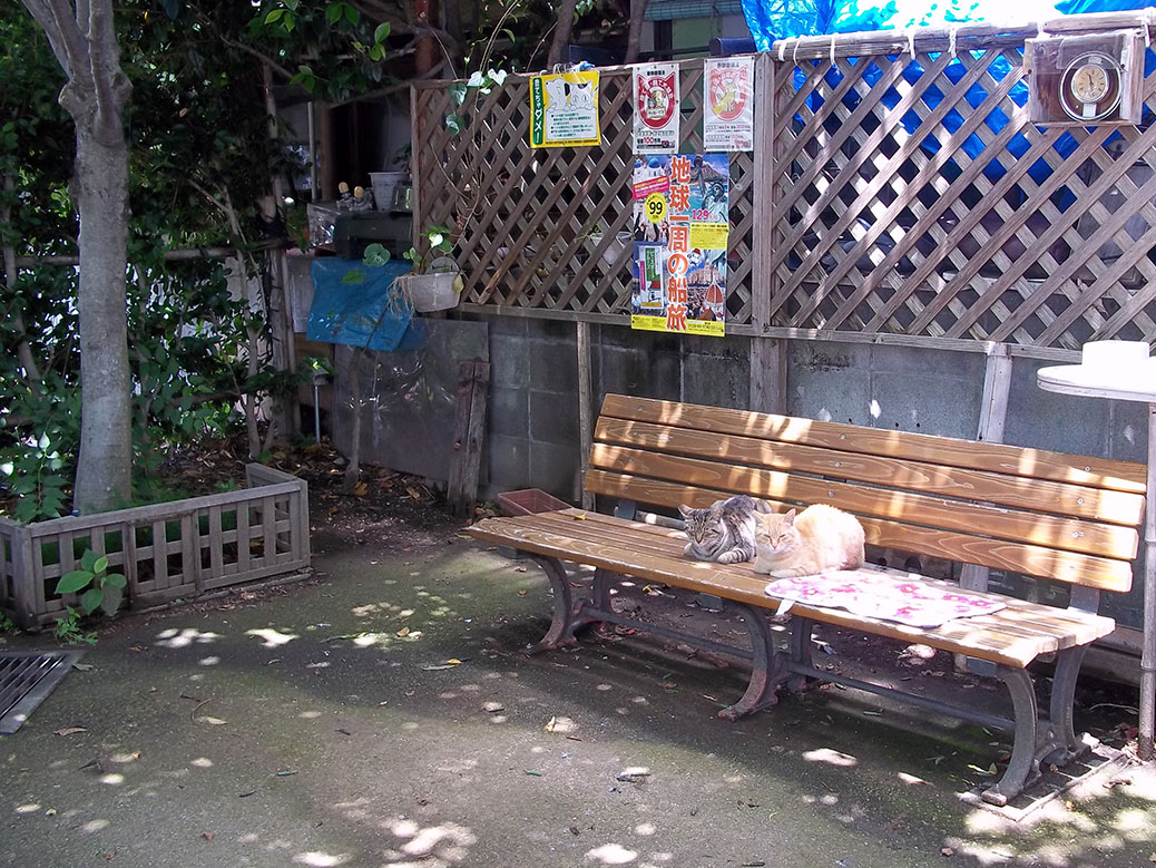 Two cats ruling the roost in a small neighborhood park near Chichibu Shrine.