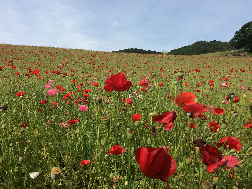 The poppy fields of Sainokuni Friendship Farm. 