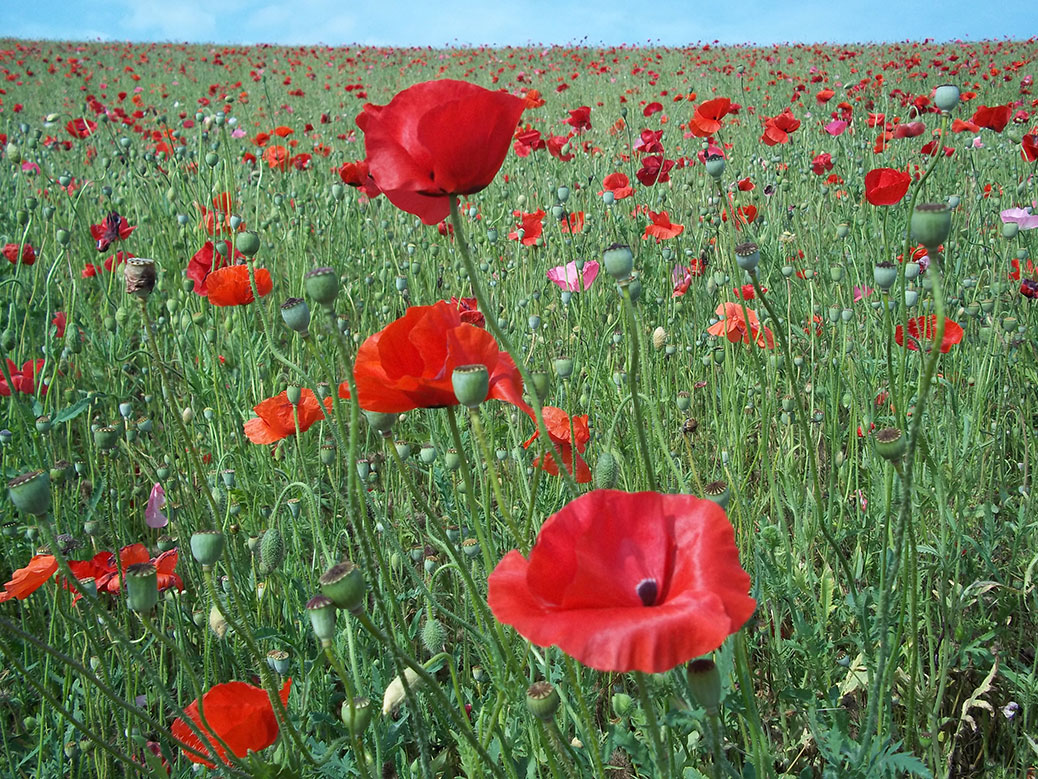 The poppy fields of Sainokuni Fureai Farm in Chichibu, Saitama