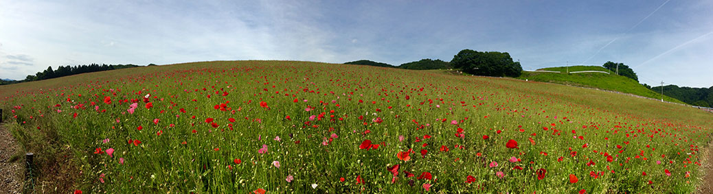 The poppy fields of Sainokuni Friendship Farm. Click the photo for a larger image.