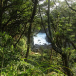 A view of the Sagami-Nada Sea through the trees of the coastal hiking path