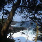 A view of the Sagami-Nada Sea through the trees of the coastal hiking path