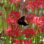 A large black swallowtail butterfly was a popular target for the point-and-shoot photographers.