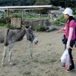 The girl has a "you're kidding me, right?" look about feeding her carrot to the donkey.