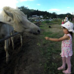 A young girl feeding grass to one of the horses at the neighboring farm. The farm is right on the edge of the park and is open to the public during the festival for rides and pets.