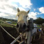 Captured with the GoPro, this horse would do a lap around its pen, returning back to the rail to see if anyone had brought a treat. Usually a child with a carrot or grass wasn't far away.