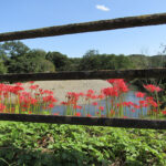 A view of the Koma River with red spider lilies growing beside the bridge.