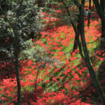 Red spider lilies at Kinchakuda-Manjushage Park in Hidaka City