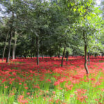 Looking out over the meadow of lilies.