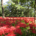 Looking out over the meadow of lilies.