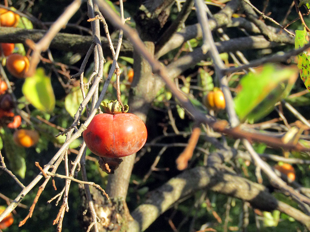 A sure sign of fall; persimmons growing in Ogawa, Saitama