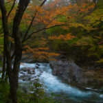 The changing fall colors in Kanmangafuchi Abyss