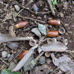 On the path through forest 20, we found more acorns. Totoro must be nearby...