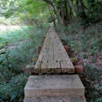 We were distracted by this cool looking bridge which led us deep into Not-Totoro's Forest