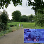 A meadow of camphor trees similar to the one Mei followed into Totoro's forest home