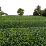 A tea plantation in the hillside.