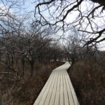 A bare stretch of the Senjogahara Hiking Trail