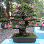 Several wonderful examples of bonsai trees were on display inside Tōshō-gū Shrine