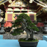 Several wonderful examples of bonsai trees were on display inside Tōshō-gū Shrine