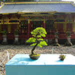 Several wonderful examples of bonsai trees were on display inside Tōshō-gū Shrine