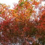 The gorgeous autumn leaves of Nikko!