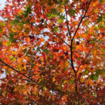 The gorgeous autumn leaves of Nikko!