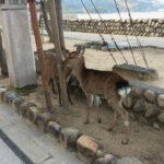 Wild deer make their home amongst the tourists on Miyajima