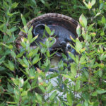 A tanuki statue hides in the bushes along the road.