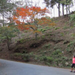 The winding road to Neno-Gongen temple shows a burst of autumn color