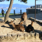 A public bath for the deer