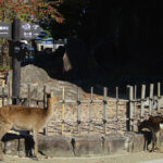 A doe and her fawn graze along the walkway to the Uguisuhodo Nature Walk trail