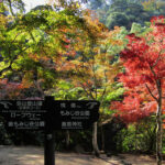 The autumn colors were in full force on Miyajima